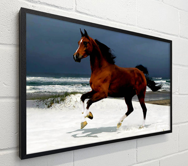 Ocean Horse Beauty