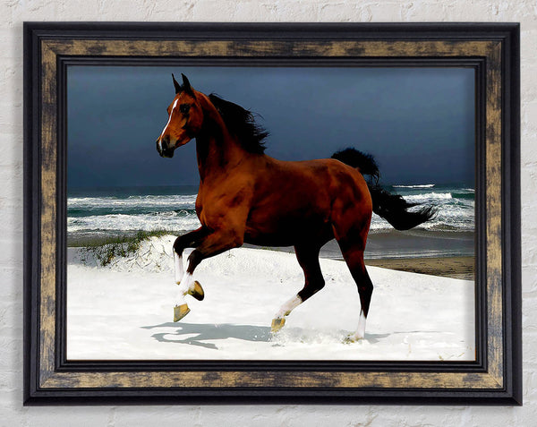 Ocean Horse Beauty Framed Print