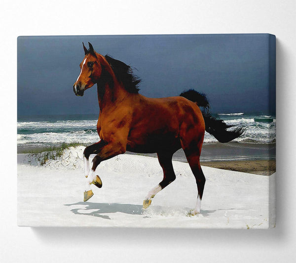  A Canvas Print of Ocean Horse Beauty Canvas Art