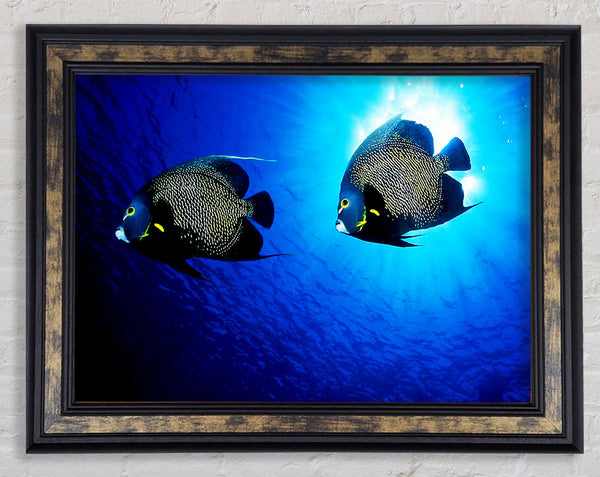 Ocean Delight Framed Print