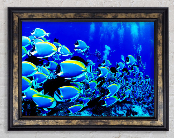 Ocean Fun Framed Print