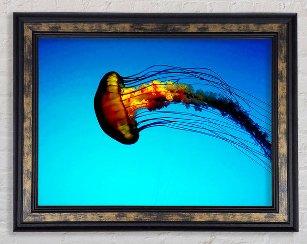 Ocean Jellyfish