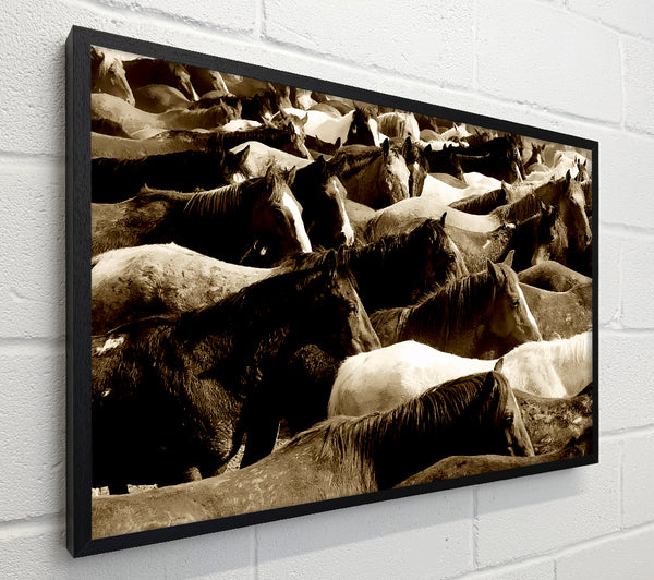 Ocean Of Horses