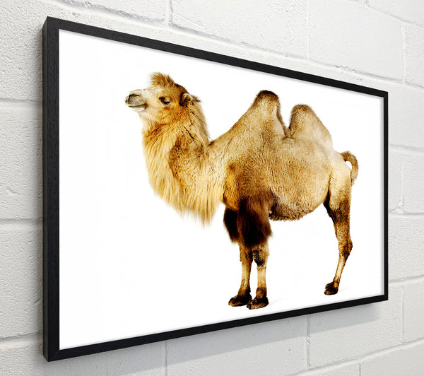 One Hump Or Two