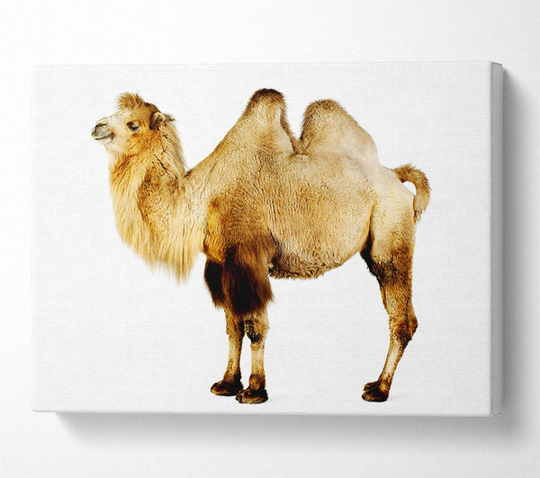  A Canvas Print of One Hump Or Two Canvas Print