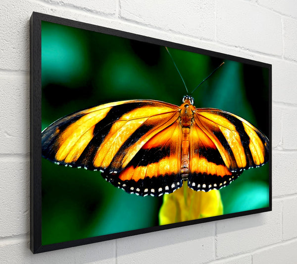 Orange And Black Butterfly