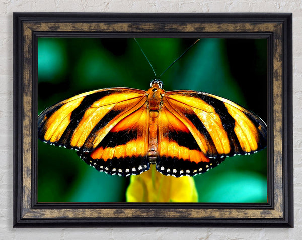Orange And Black Butterfly Framed Print