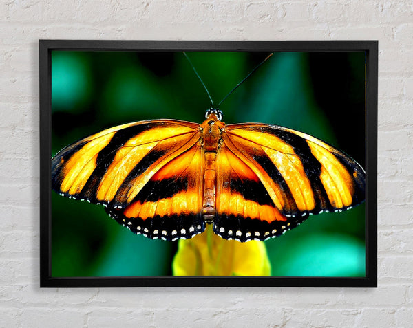Orangefarbener und schwarzer Schmetterling