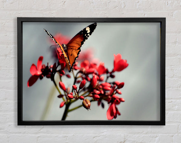 Orangefarbener Schmetterling auf Blume