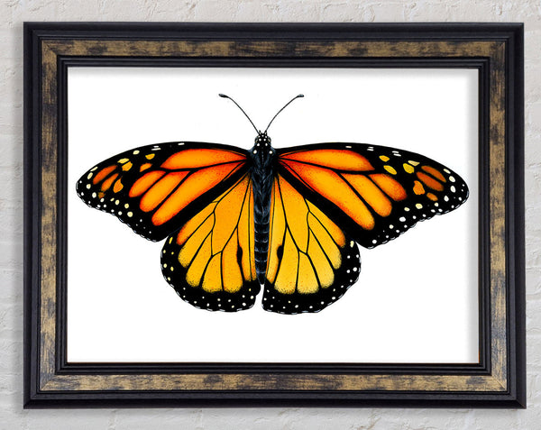 Orange Butterfly Wings Framed Print
