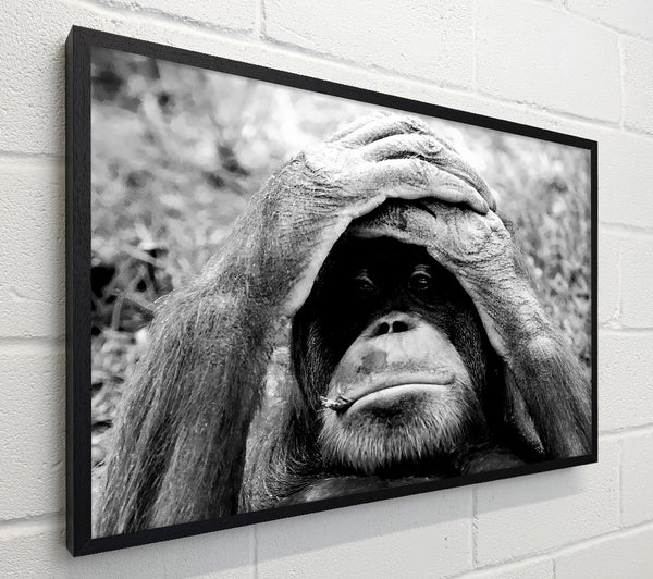 Orangutan Mishap