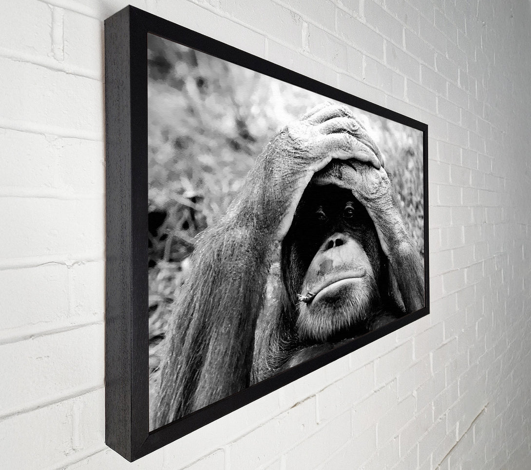  A Canvas Print of Orangutan Mishap Canvas Wall Art