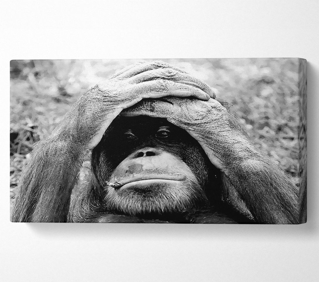 A Canvas Print of Orangutan Mishap Canvas Wall Art