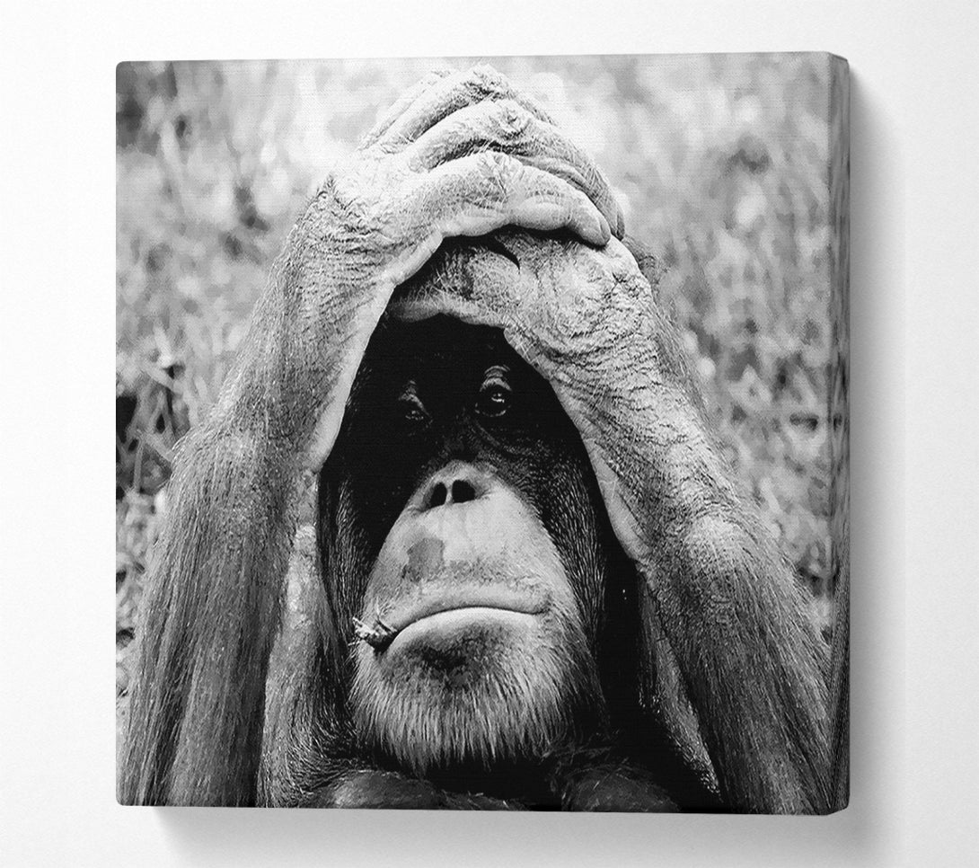  A Canvas Print of Orangutan Mishap Canvas Wall Art