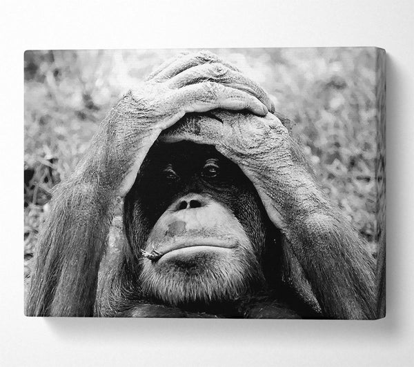  A Canvas Print of Orangutan Mishap Canvas Wall Art