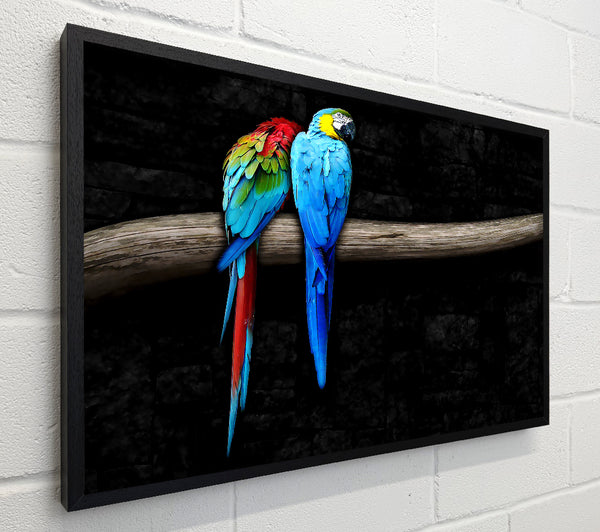 Pair Of Parrots