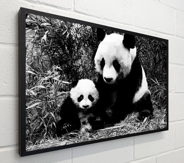 Panda Mother And Baby
