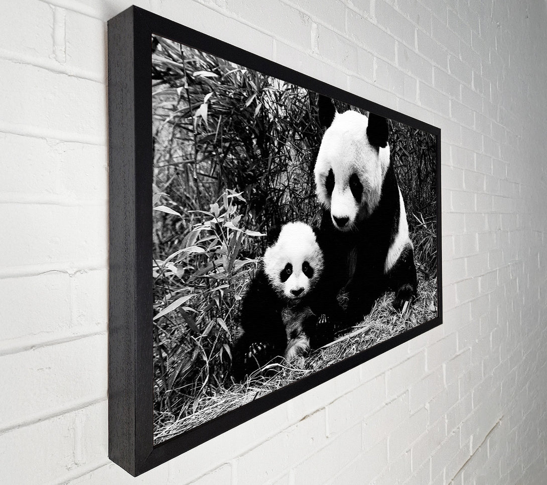  A Canvas Print of Panda Mother And Baby Canvas Print