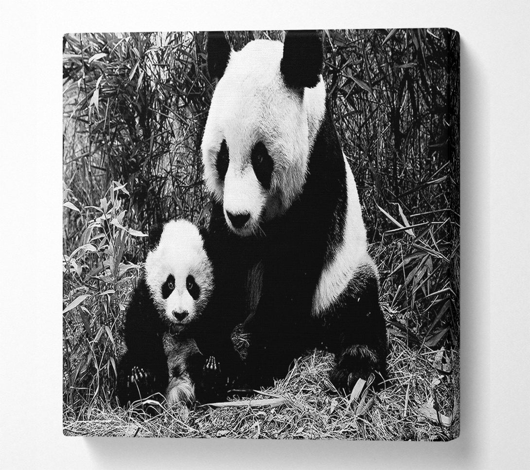  A Canvas Print of Panda Mother And Baby Canvas Print