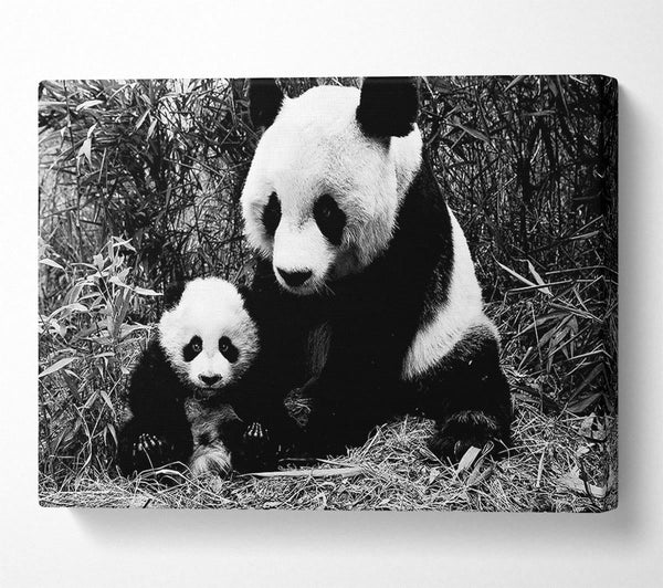  A Canvas Print of Panda Mother And Baby Canvas Print
