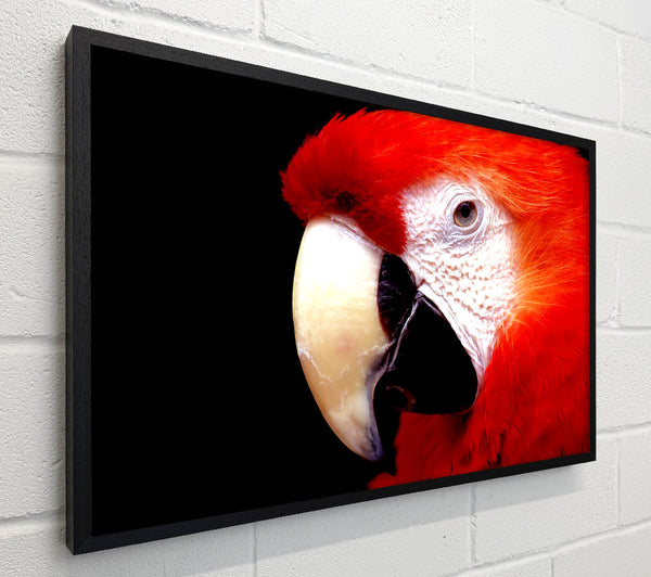 Parrot High Resolution