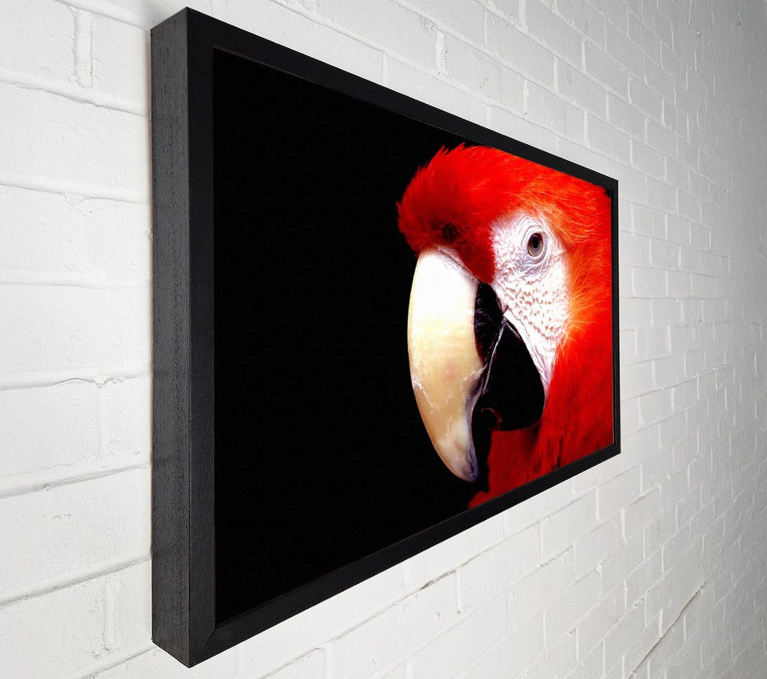  A Canvas Print of Parrot High Resolution Canvas Wall Art