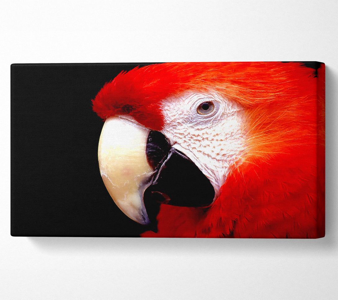  A Canvas Print of Parrot High Resolution Canvas Wall Art