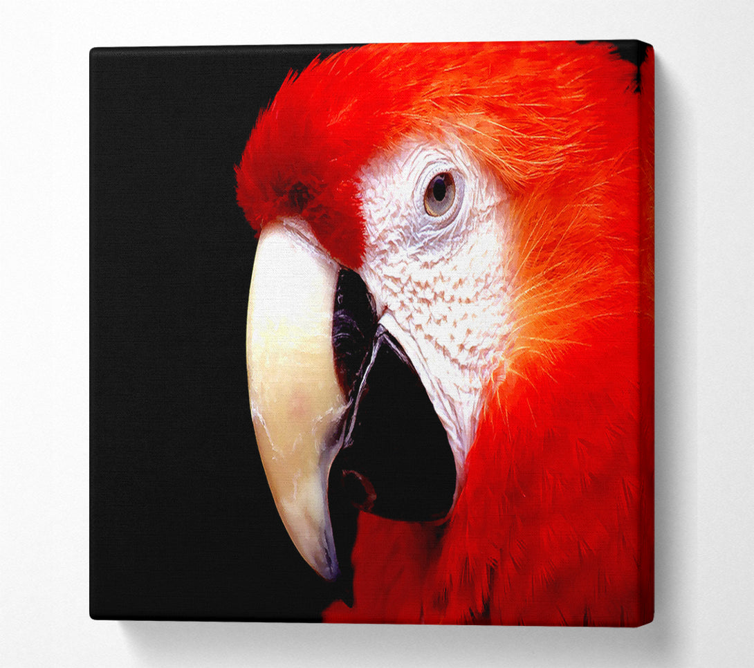  A Canvas Print of Parrot High Resolution Canvas Wall Art