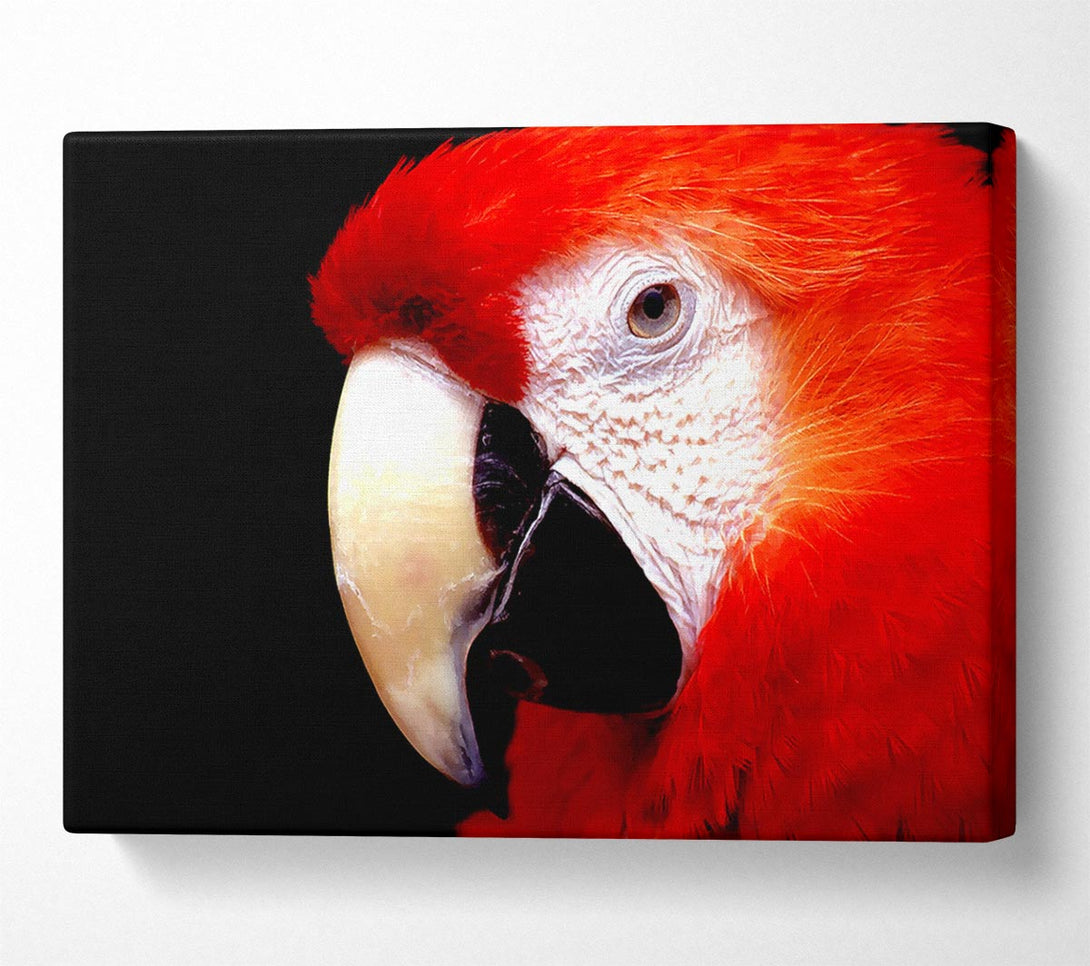  A Canvas Print of Parrot High Resolution Canvas Wall Art