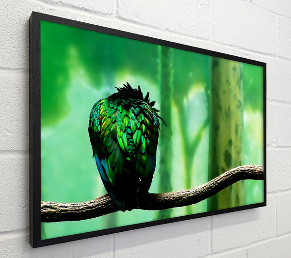 Parrot Perch
