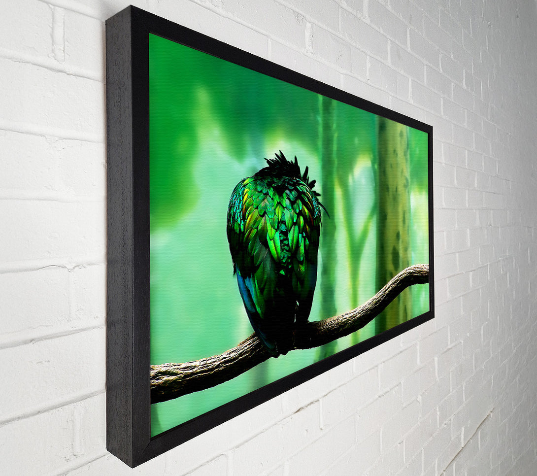  A Canvas Print of Parrot Perch Canvas Art