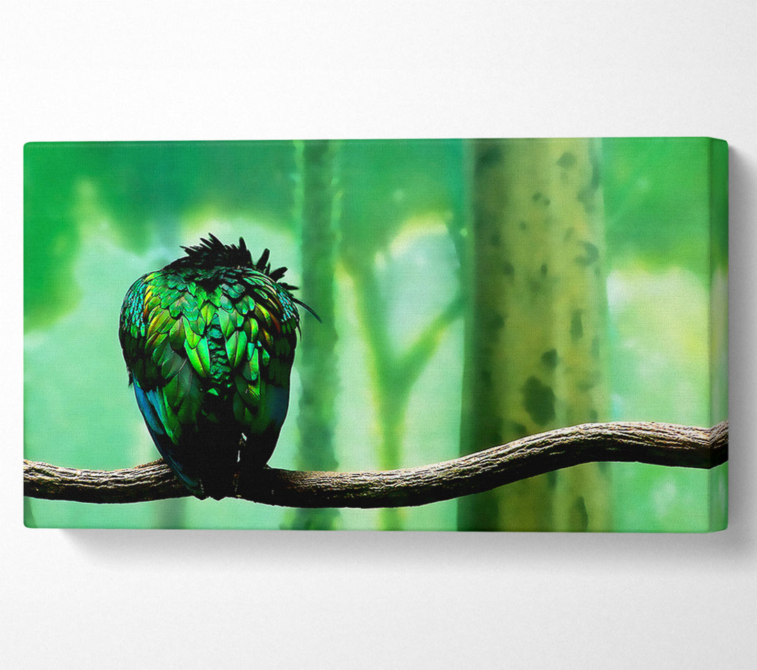  A Canvas Print of Parrot Perch Canvas Art