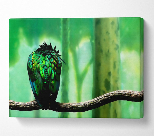  A Canvas Print of Parrot Perch Canvas Art