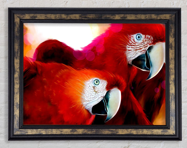 Parrots Framed Print