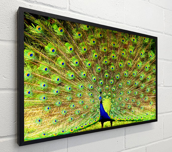 Peacock Paradise