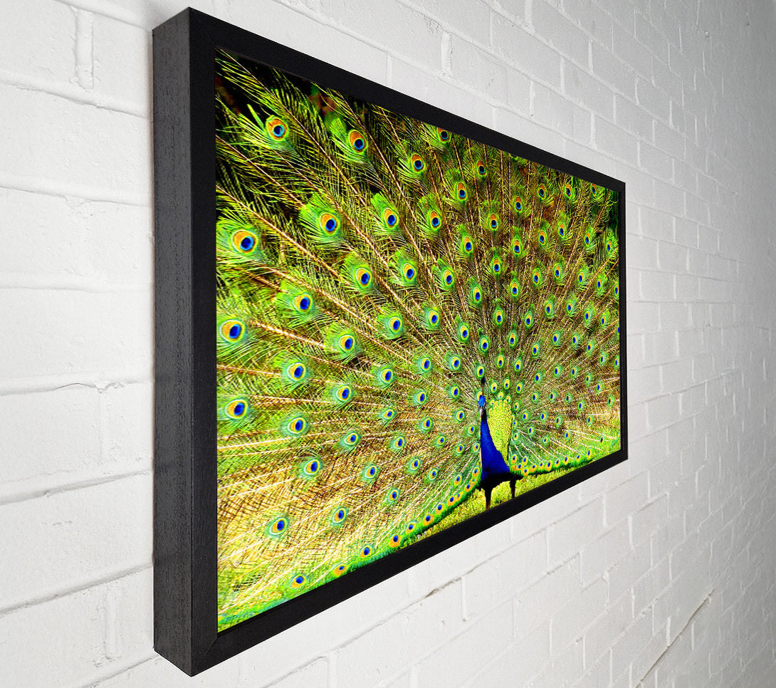  A Canvas Print of Peacock Paradise Canvas Wall Art