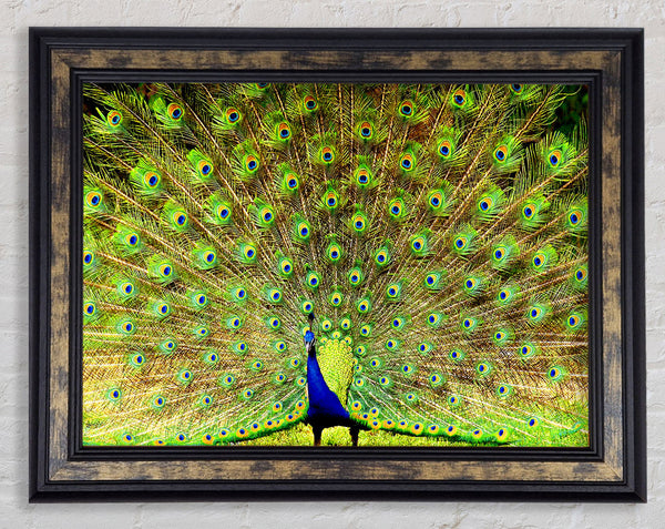 Peacock Paradise Framed Print