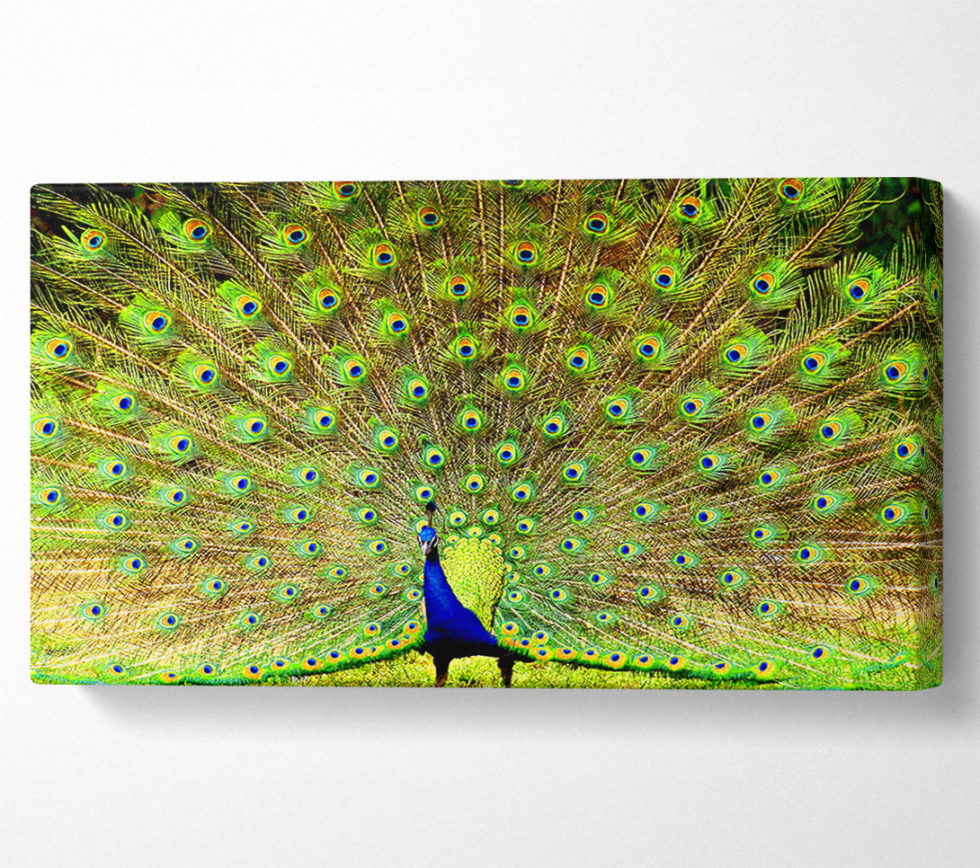  A Canvas Print of Peacock Paradise Canvas Wall Art