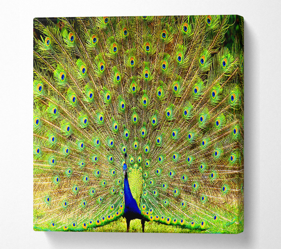  A Canvas Print of Peacock Paradise Canvas Wall Art