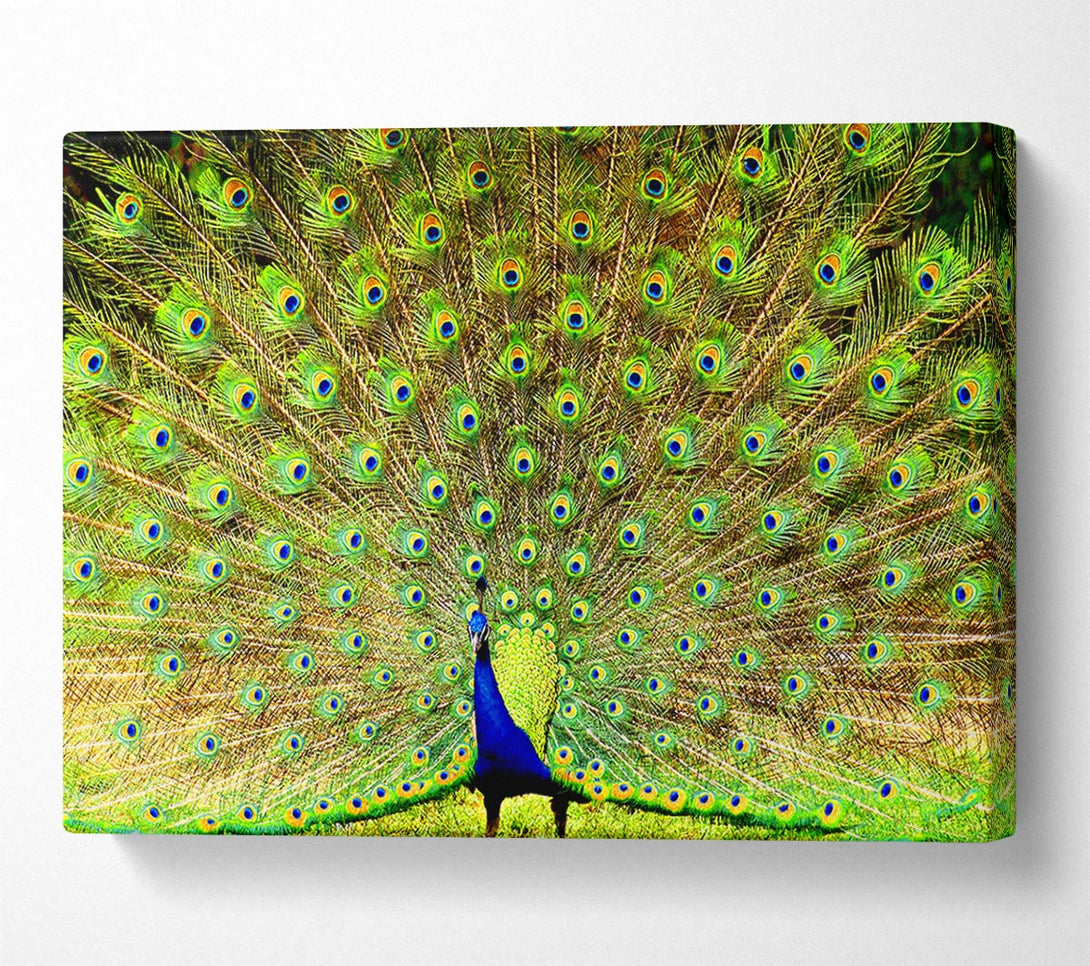  A Canvas Print of Peacock Paradise Canvas Wall Art