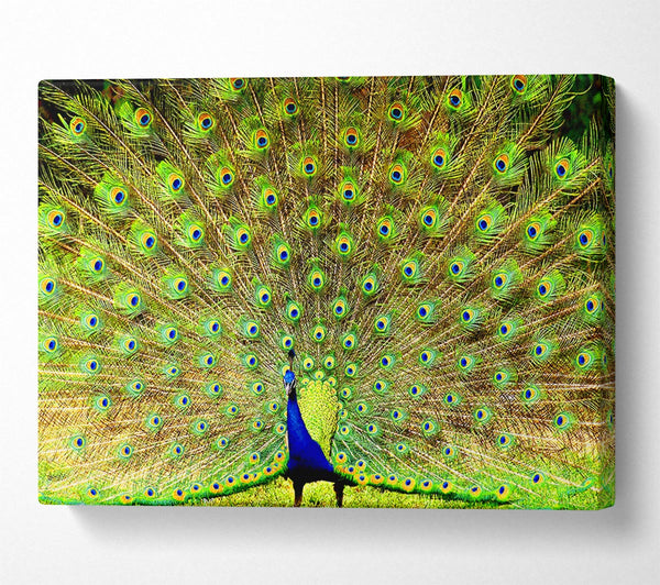  A Canvas Print of Peacock Paradise Canvas Wall Art