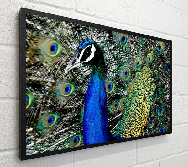 Peacock Stare