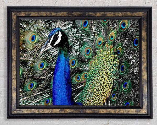 Peacock Stare Framed Print