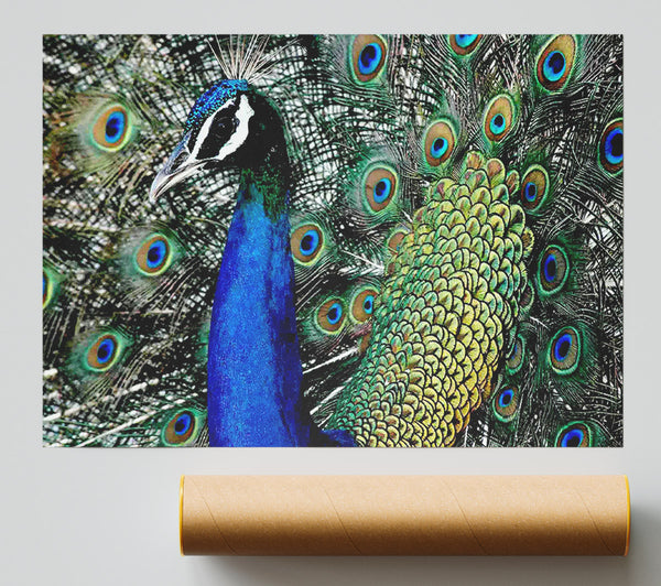 Peacock Stare Print