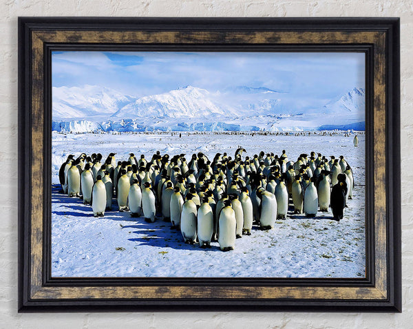 Penguin Cuddle Framed Print