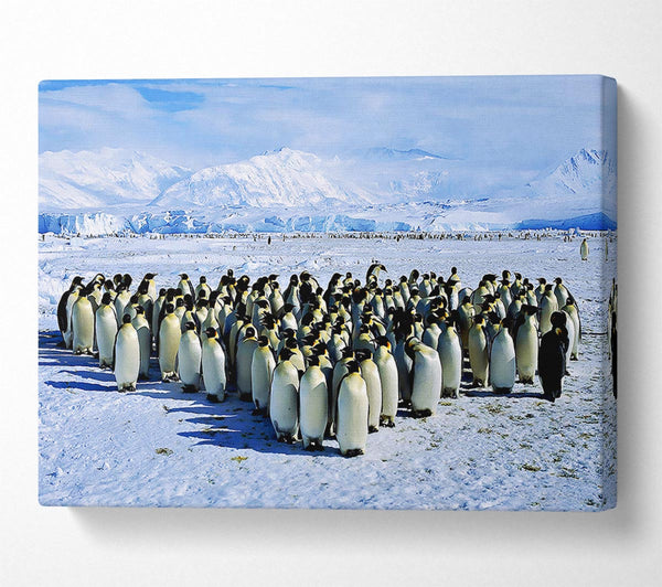 A Canvas Print of Penguin Cuddle Canvas Art