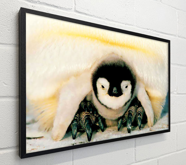 Penguin Love