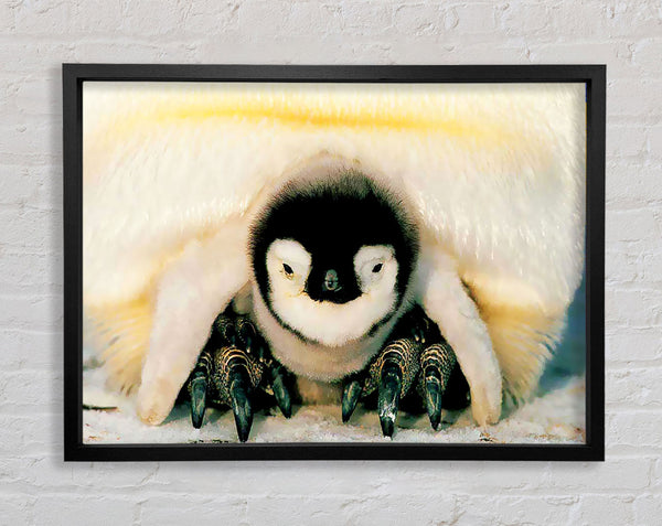 Pinguin-Liebe