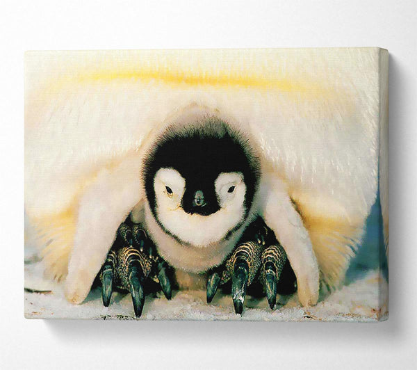  A Canvas Print of Penguin Love Canvas Art