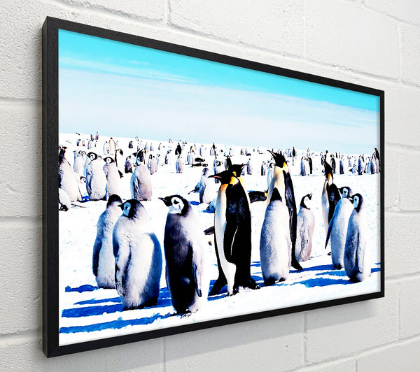 Penguin Meeting Place